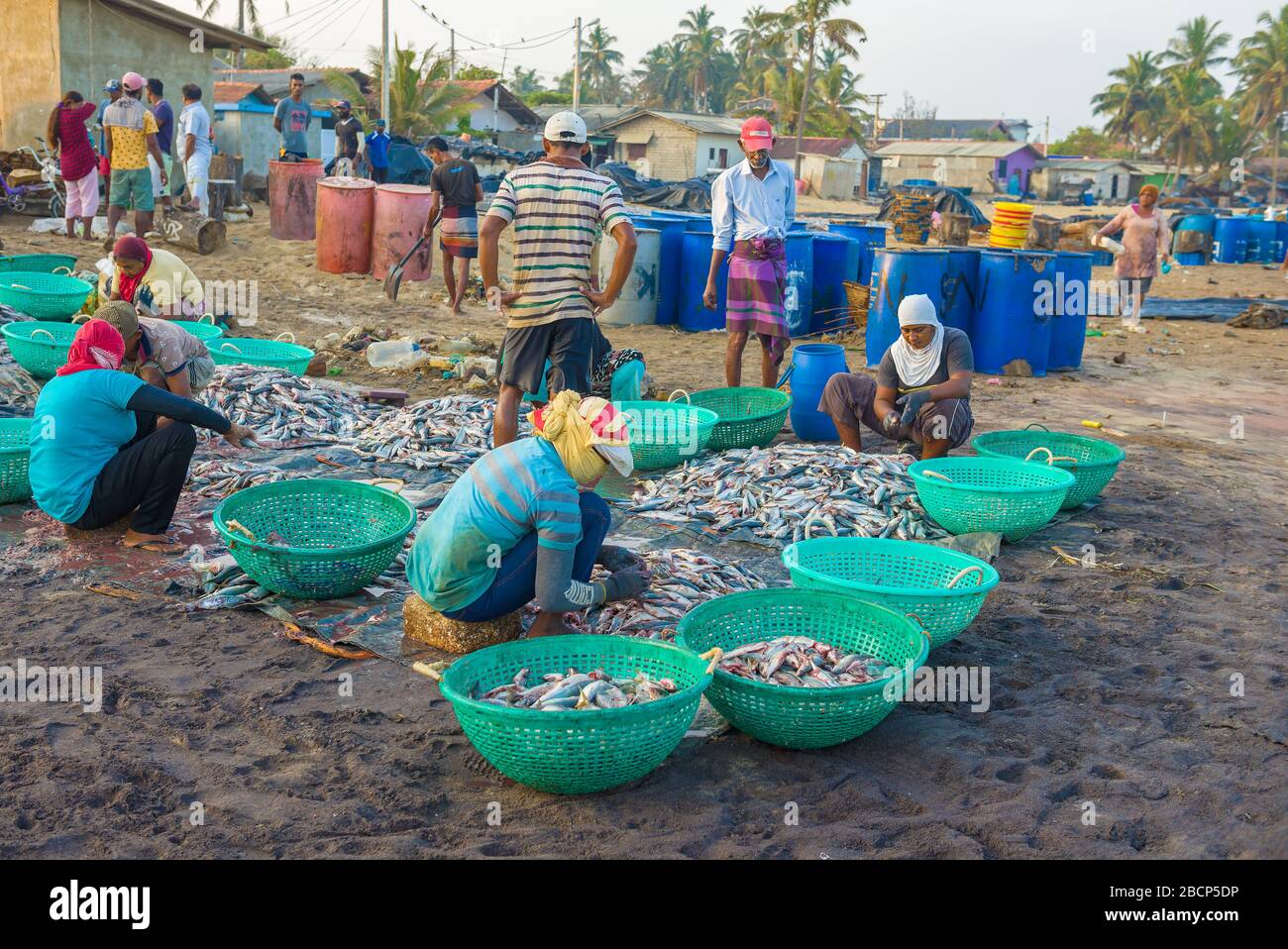 NEGOMBO, SRI LANKA - 03 FEBBRAIO 2020: Ordinare il pesce catturato prima di vendere. Mercato del pesce di Negombo Foto Stock