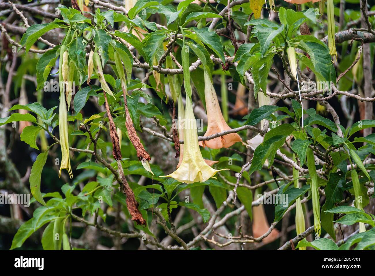 Un angelo giallo tromba albero, Tabebuia sp. Foto Stock