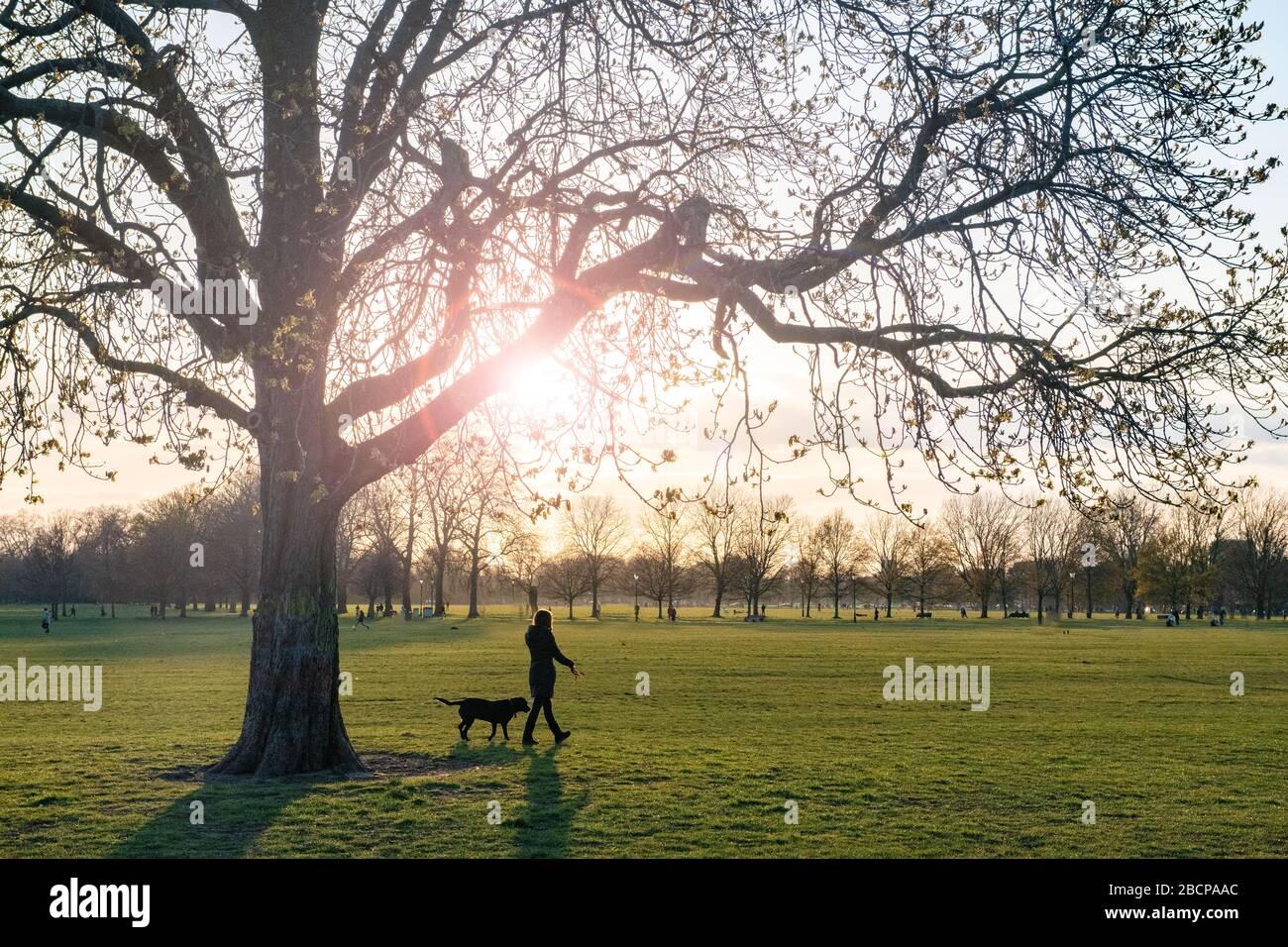 Una donna cammina il suo labrador su Clapham Common come il divertimento set Foto Stock