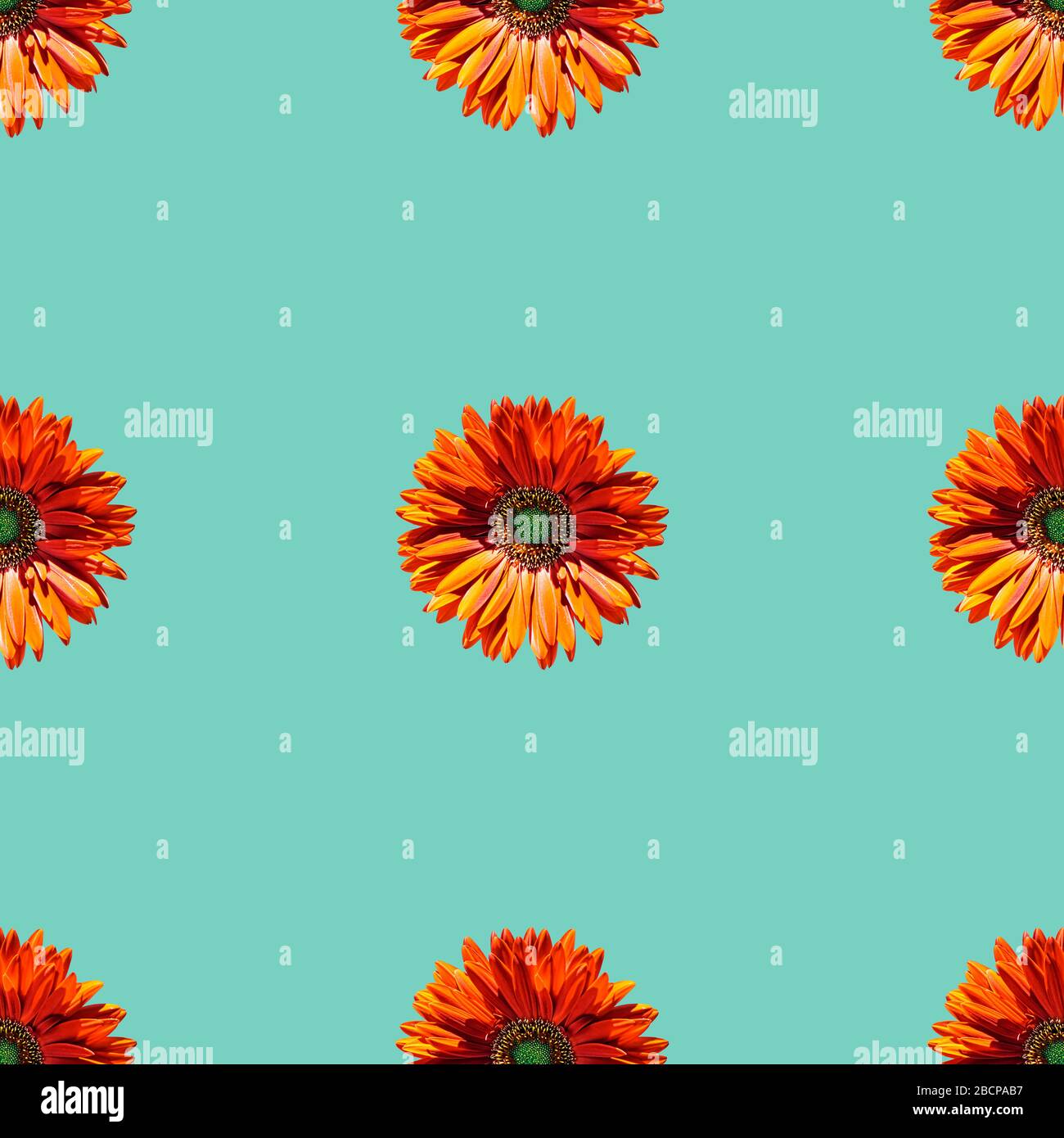 Composizione senza cuciture con margherite isolate su sfondo di acqua menthe Foto Stock