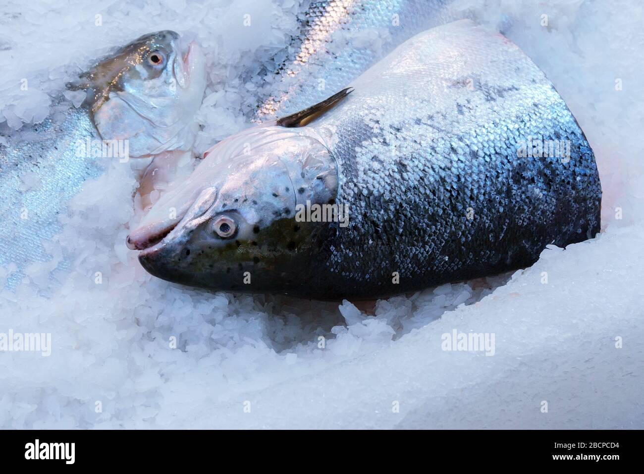 Salmone rosa fresco in primo piano sul ghiaccio. Pesce rosso crudo sul mercato, industria della pesca Foto Stock