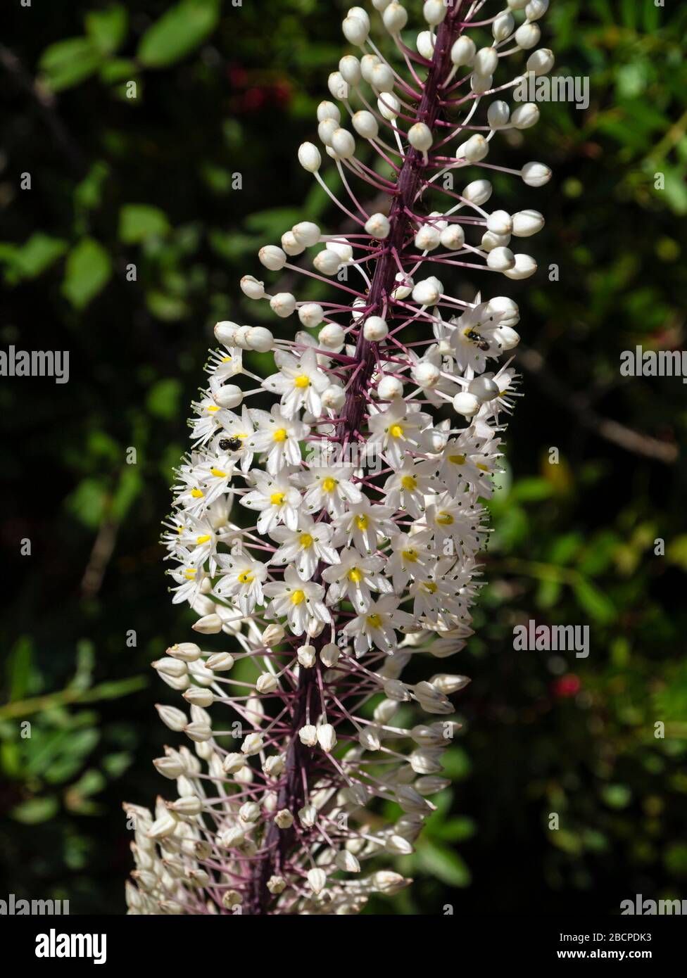 Mare squill (Urginea Maritima), canyon di Algendar, cala Galdana,Minorca,Isole Baleari,Spagna,Europa Foto Stock