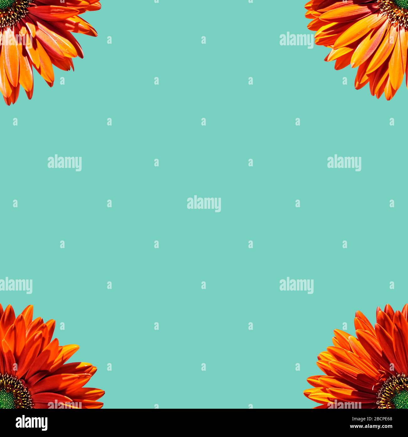 Composizione senza cuciture con margherite isolate su sfondo di acqua menthe Foto Stock