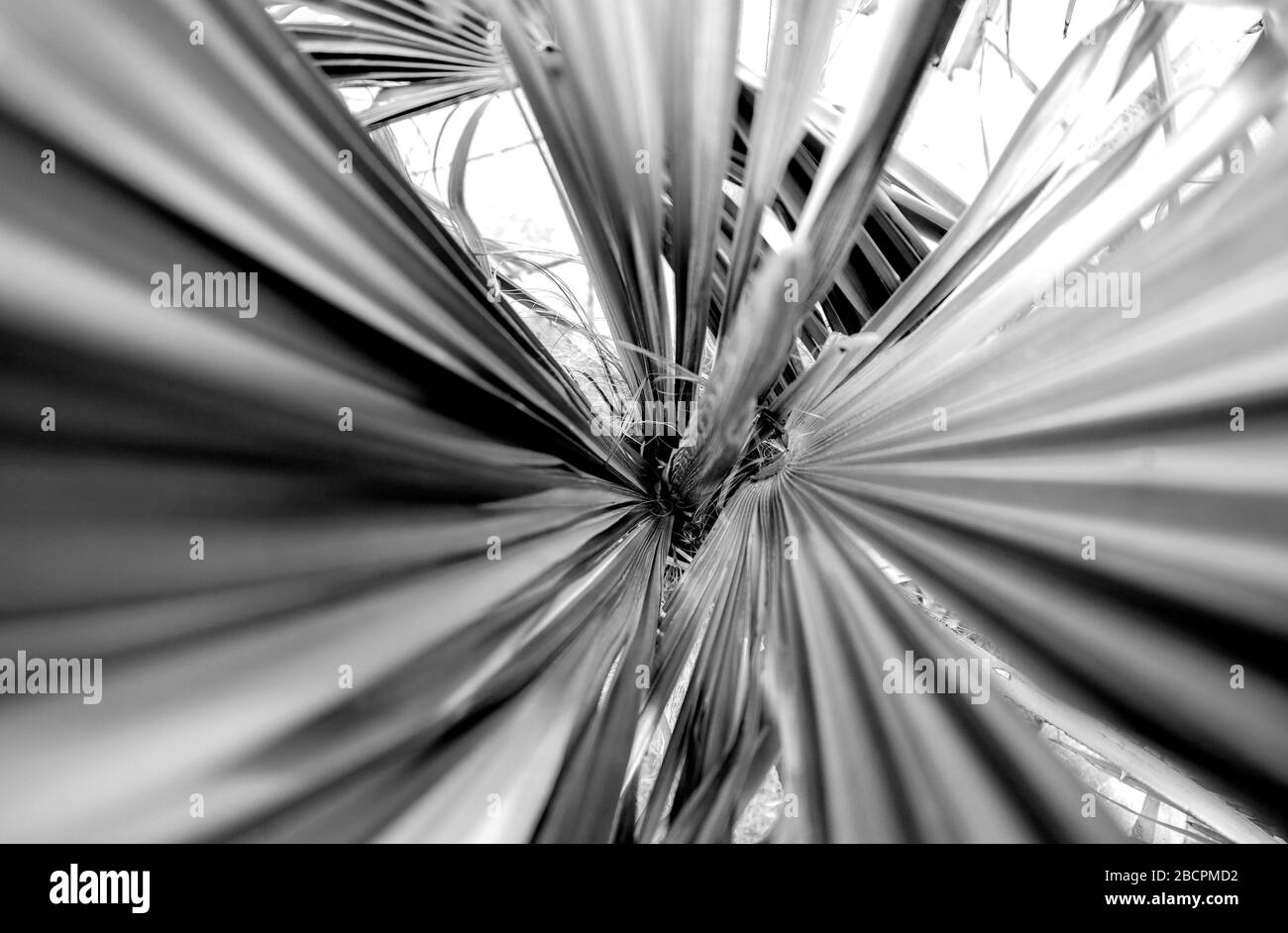 Dettaglio albero di palma Trachycarpus fortunei Foto Stock