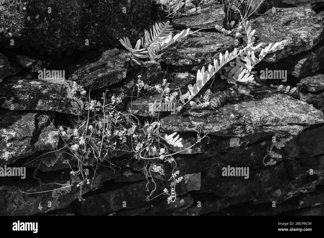 Felci su un muro di pietra a secco Foto Stock