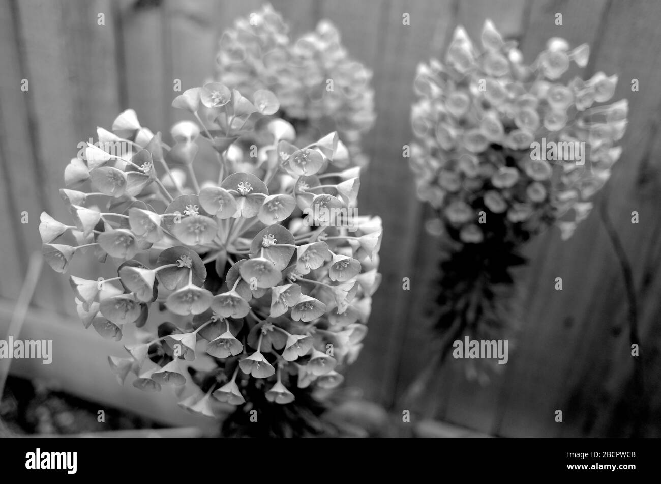 Euphorbia inizia a fiorire all'inizio di marzo Foto Stock