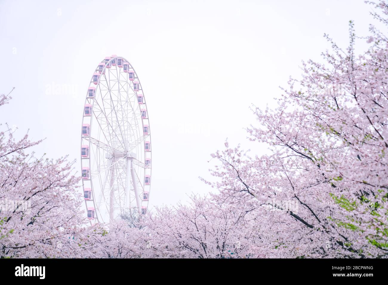 I fiori di ciliegio sono in piena fioritura in primavera，la ruota rosa di Ferris dietro i ciliegi Foto Stock