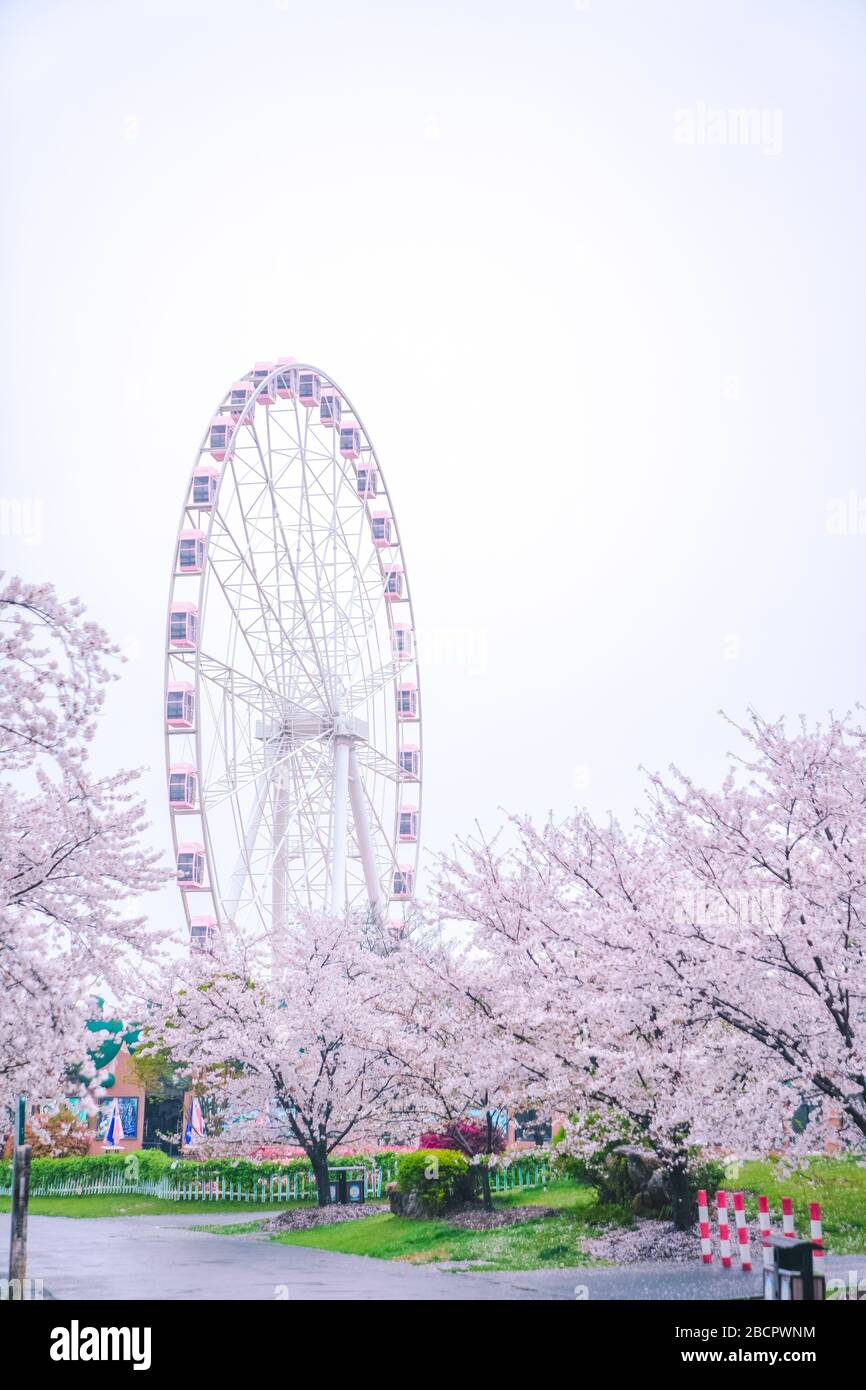 I fiori di ciliegio sono in piena fioritura in primavera，la ruota rosa di Ferris dietro i ciliegi Foto Stock