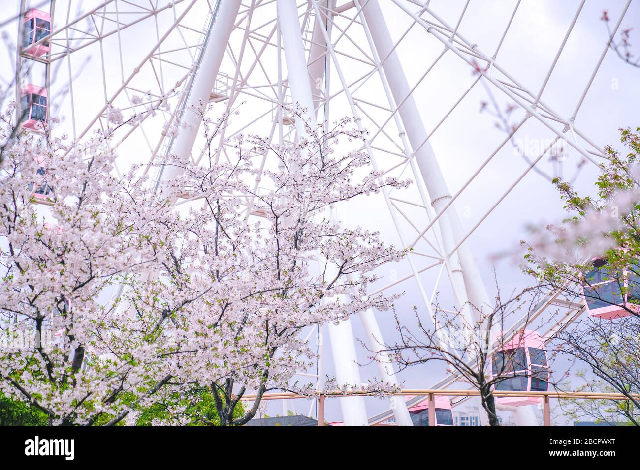 I fiori di ciliegio sono in piena fioritura in primavera，la ruota rosa di Ferris dietro i ciliegi Foto Stock