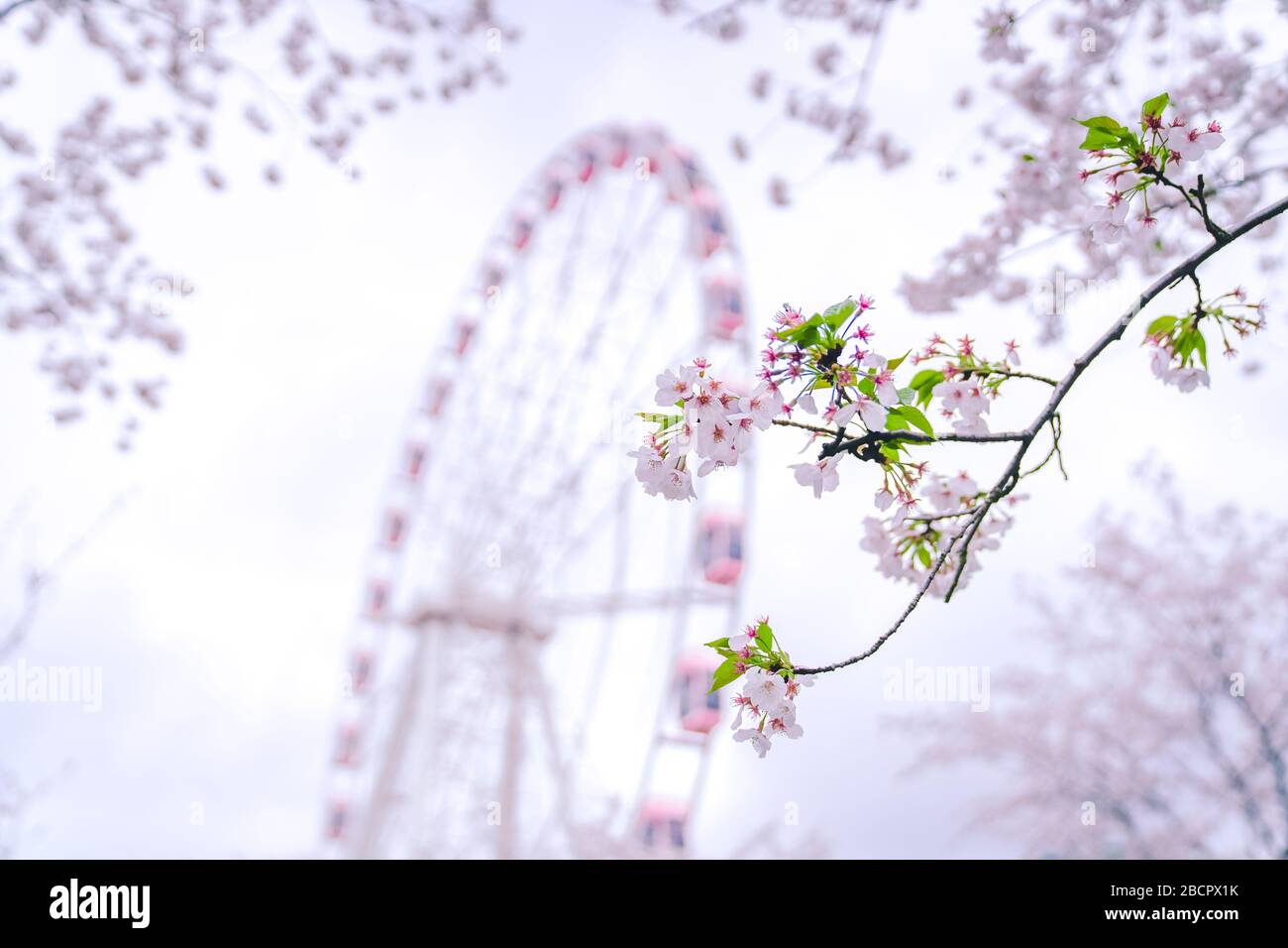 I fiori di ciliegio sono in piena fioritura in primavera，la ruota rosa di Ferris dietro i ciliegi Foto Stock