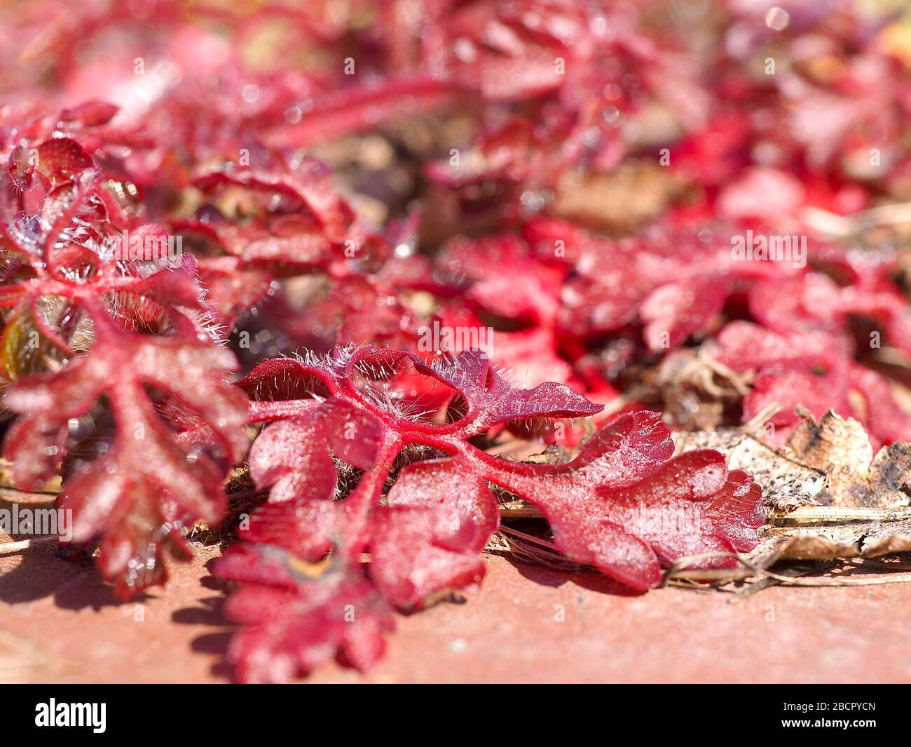 FrNew foglie di una pianta di fragole selvatiche Foto Stock