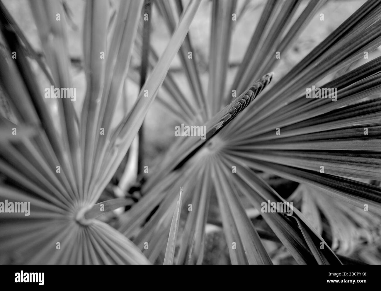 Dettaglio albero di palma Trachycarpus fortunei Foto Stock