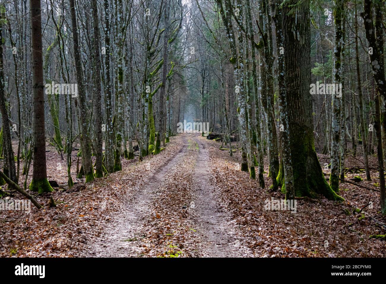 un percorso attraverso un viale di alberi in una foresta profonda, luce alla fine del tunnel di alberi che dà speranza per l'umore depressivo Foto Stock