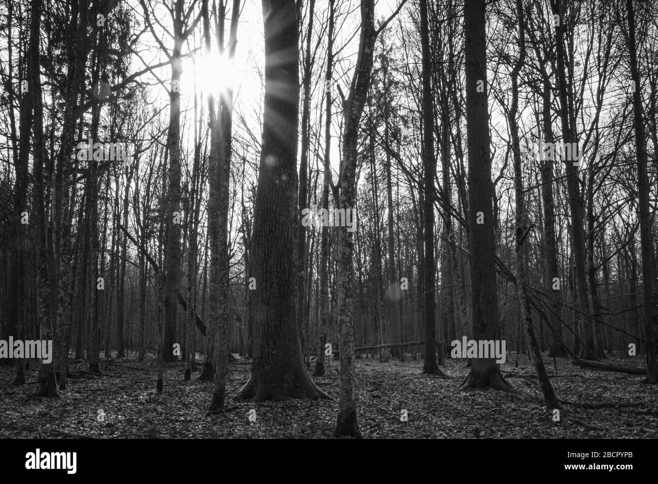 Alberi con una sunstar nella foresta di Bialowieza, Polonia, bianco e nero, sera, atmosfera solitaria, Foto Stock