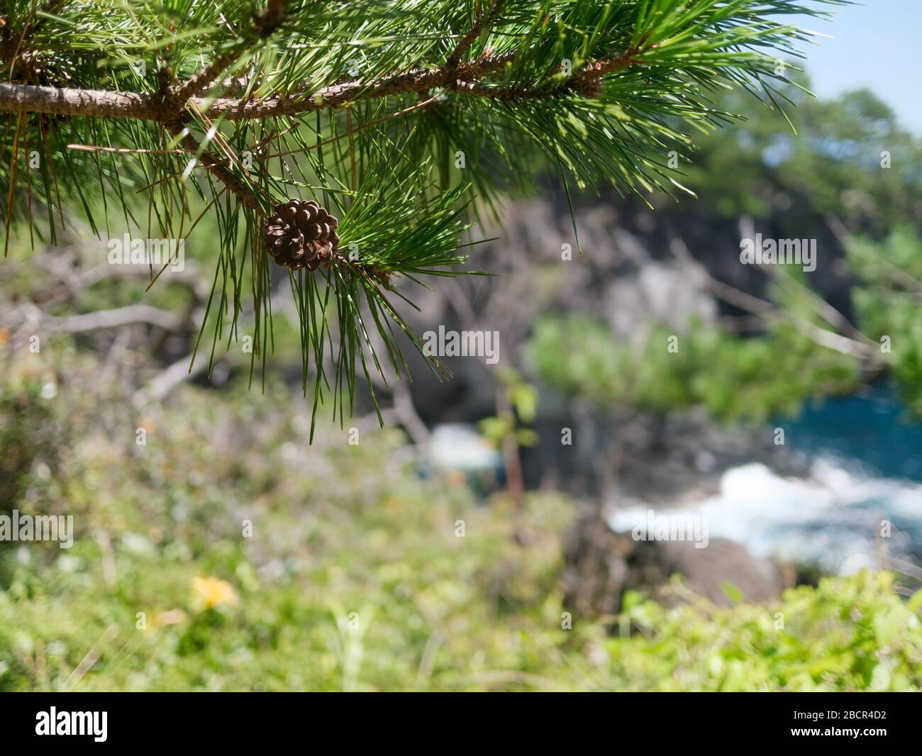 Primo piano del cono di conifere di pino nero giapponese sulla costa di Jogasaki a Izu, Giappone. Foto Stock