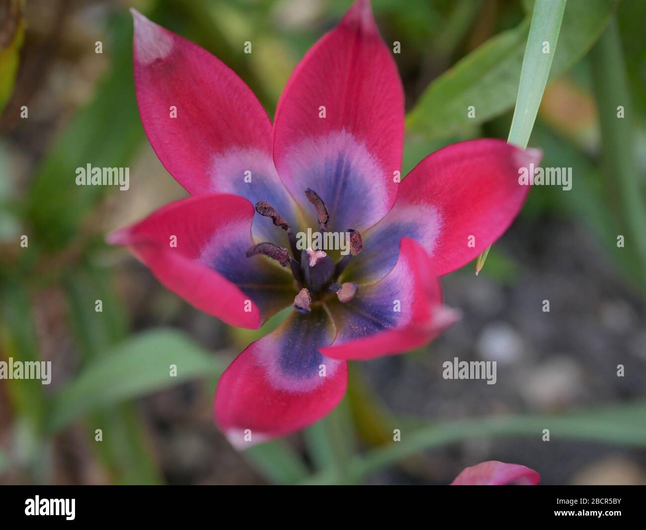 Tulipano piccola bellezza primo piano isolato contro il fogliame sfocato sfondo bella rosa fiore blu all'interno Foto Stock