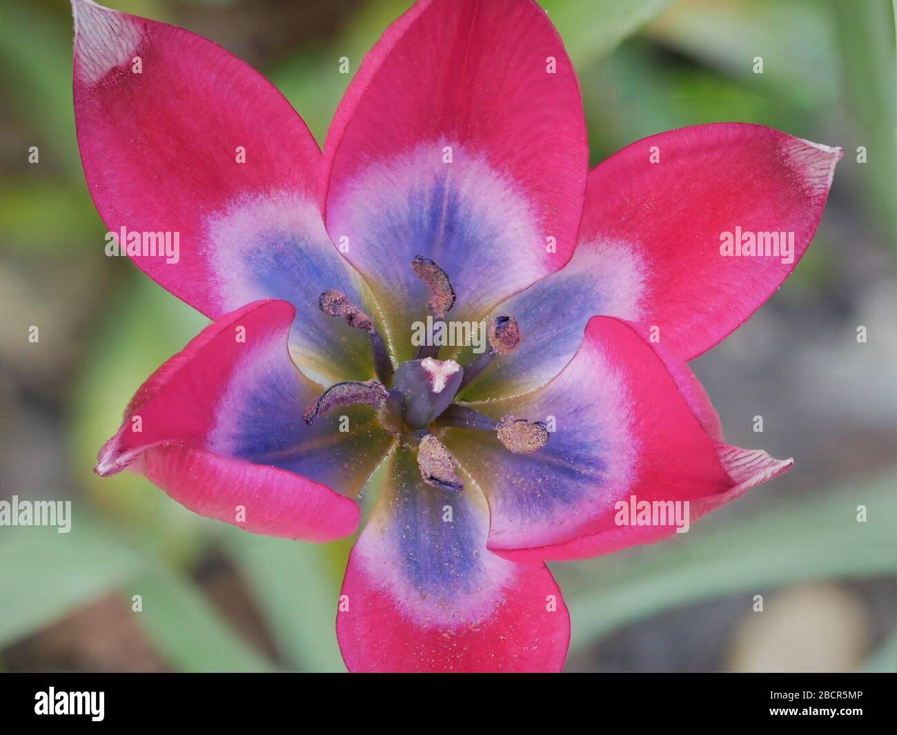 Tulipano piccola bellezza primo piano isolato contro il fogliame sfocato sfondo bella rosa fiore blu all'interno Foto Stock
