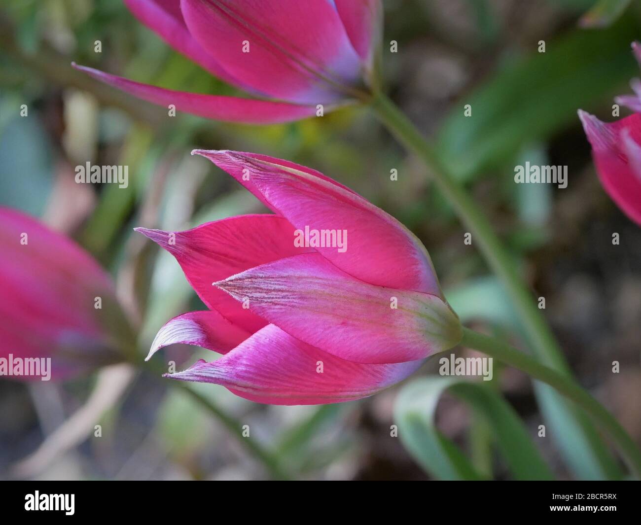 Tulip piccola bellezza primo piano vista laterale tra gli altri fiori isolato contro il fogliame sfocato sfondo bellissimo rosa fiore blu all'interno Foto Stock