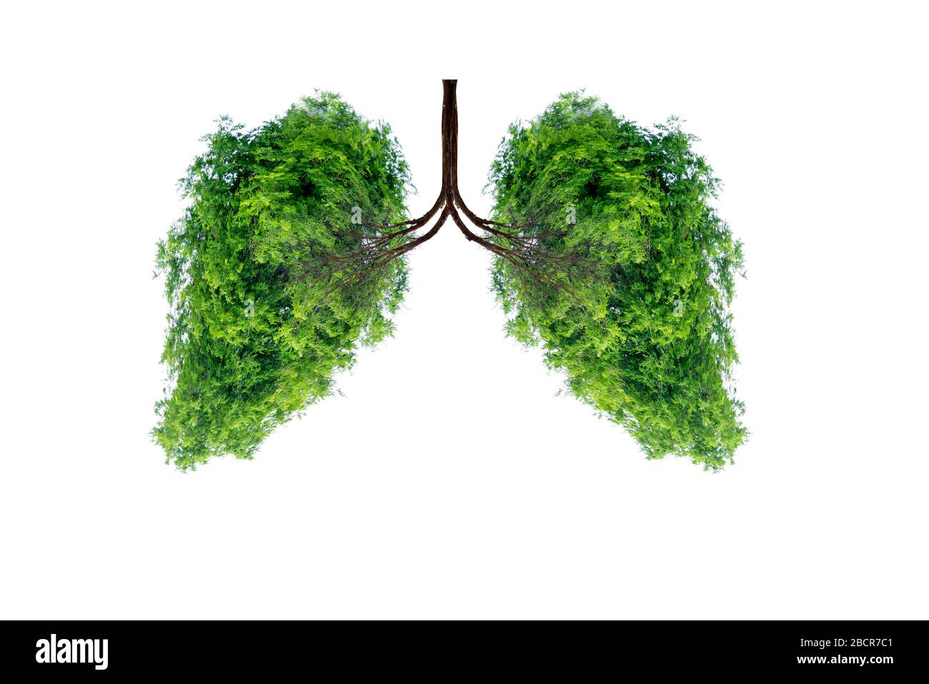 Illustrazione dell'albero polmonare (ambiente e medicina) Foto Stock