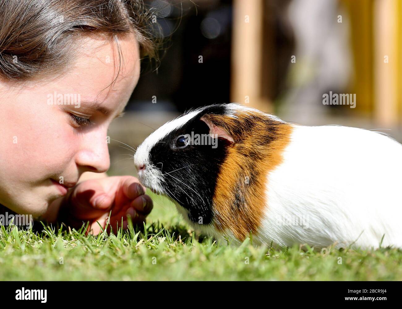 Wales, 10 anni Erin Williams e la sua Guinea Pig Dec giocando al sole, 5 aprile 2020©PRWPhotography Foto Stock