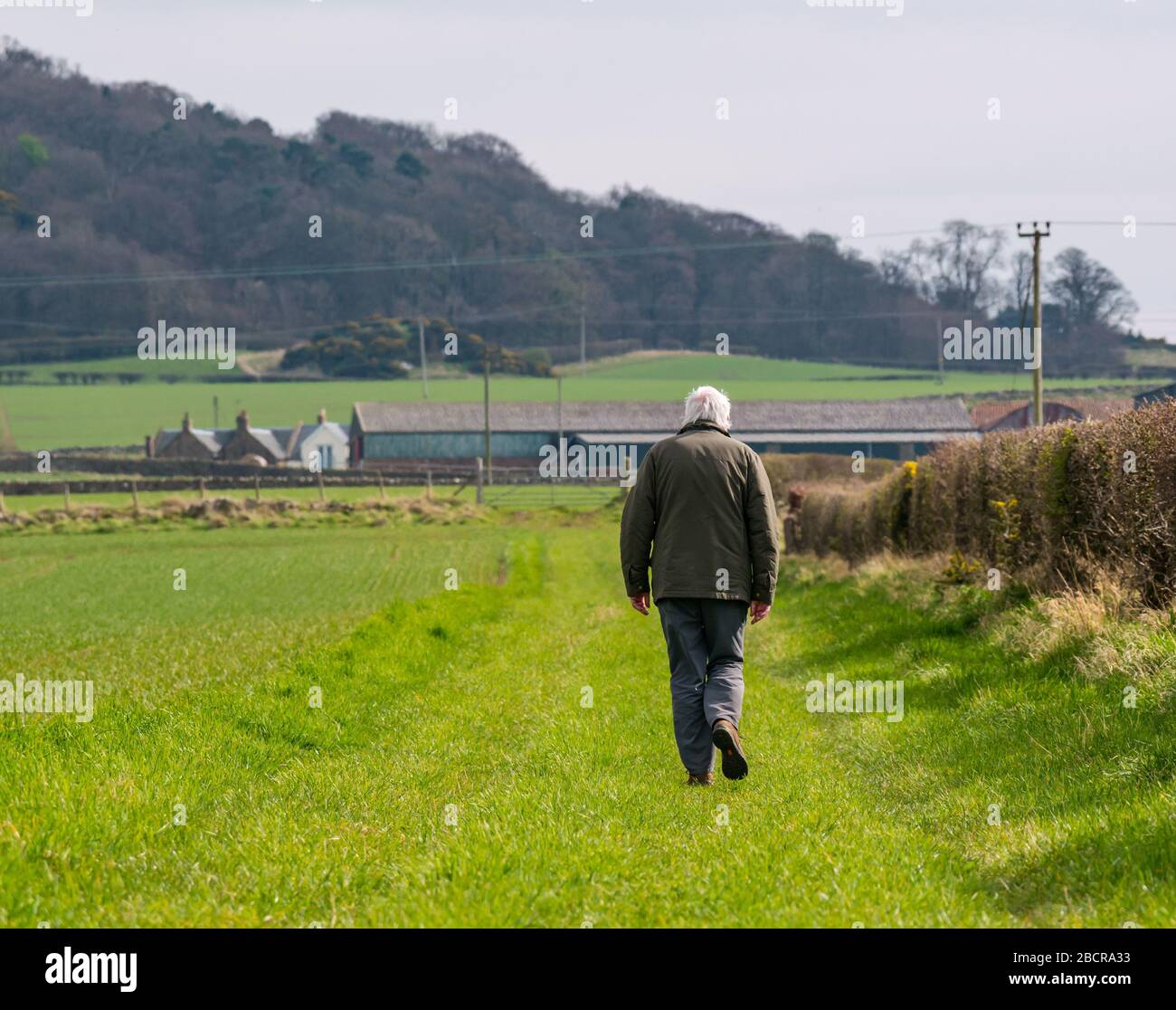 Lothian orientale, Scozia, Regno Unito. 5 Aprile 2020. Tempo in Gran Bretagna: L'est del paese finalmente sente il calore del sole di primavera come coloro che vivono nella zona rurale prendono il loro esercizio quotidiano. Un uomo anziano racconta una passeggiata lungo i bordi del campo Foto Stock