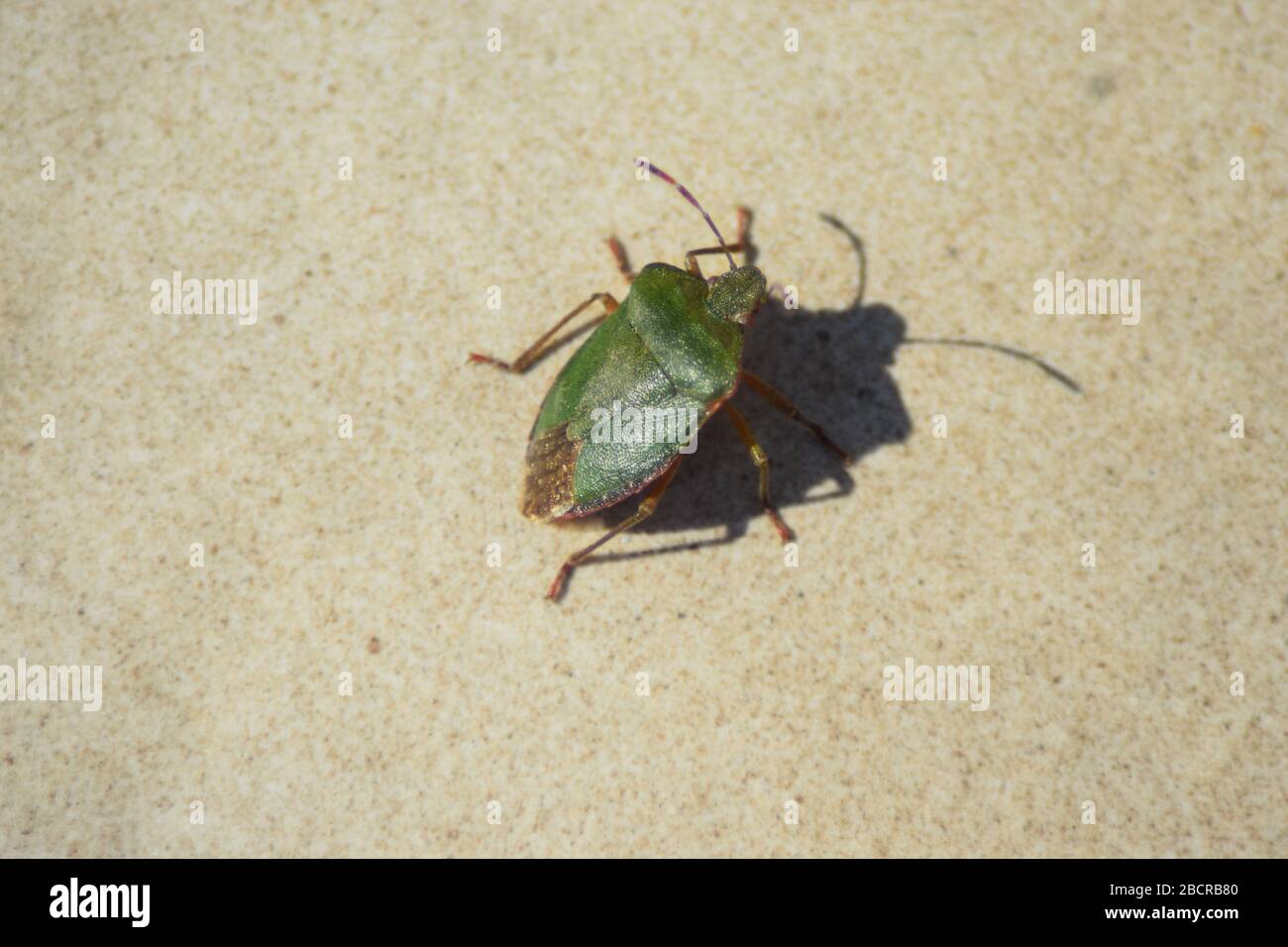 Schermo verde bug Foto Stock