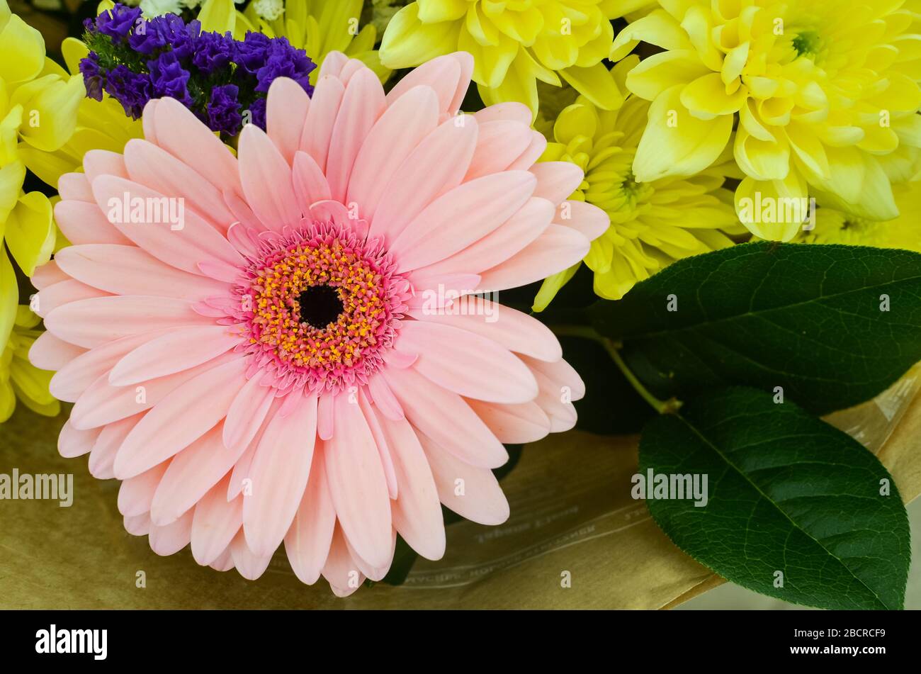 Gerbera rosa in chiusura bouquet Foto Stock