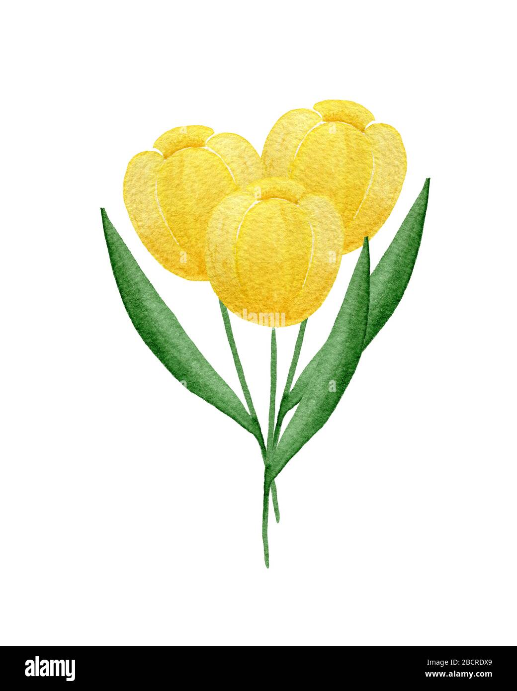 Bouquet di fiori tulipano giallo isolato su sfondo bianco, acquerello disegno floreale per le madri giorno o festa di Pasqua, decorazione primavera fiore Foto Stock