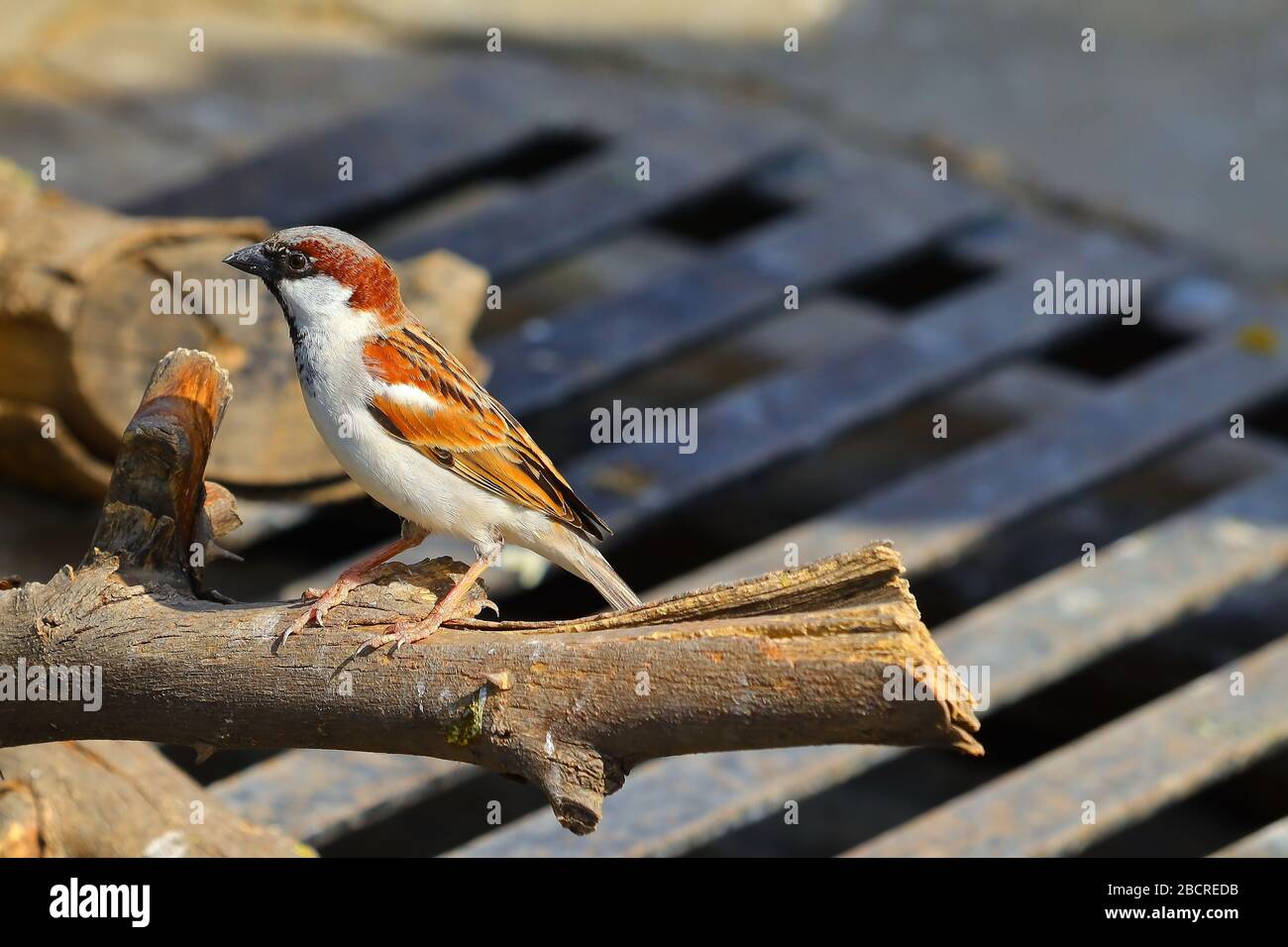 Sparrow bird domestico che perching su legno asciutto Foto Stock