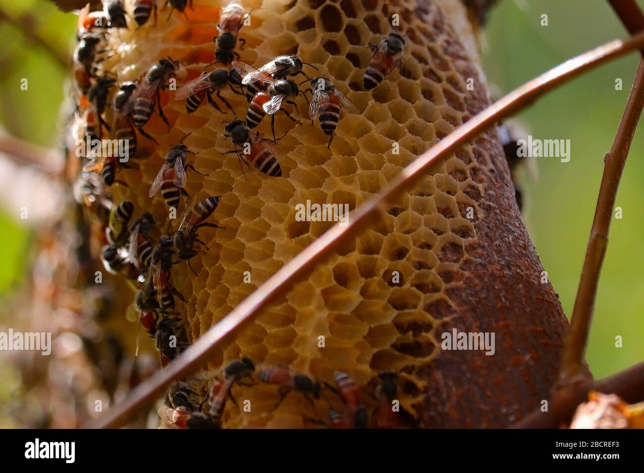 api di miele che lavorano insieme su nido d'ape Foto Stock