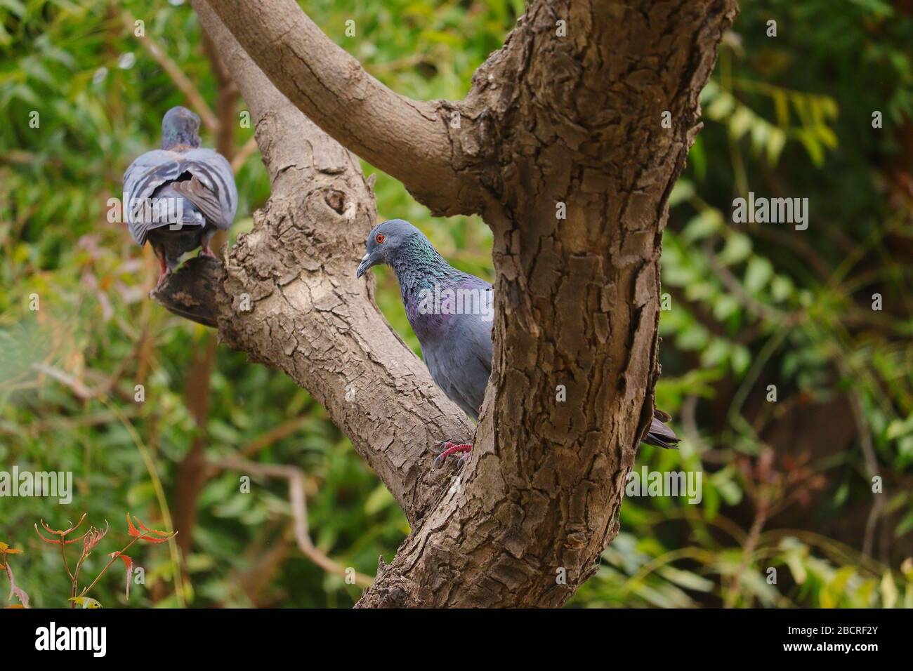 piccione di pet seduto sul gambo dell'albero in estate Foto Stock