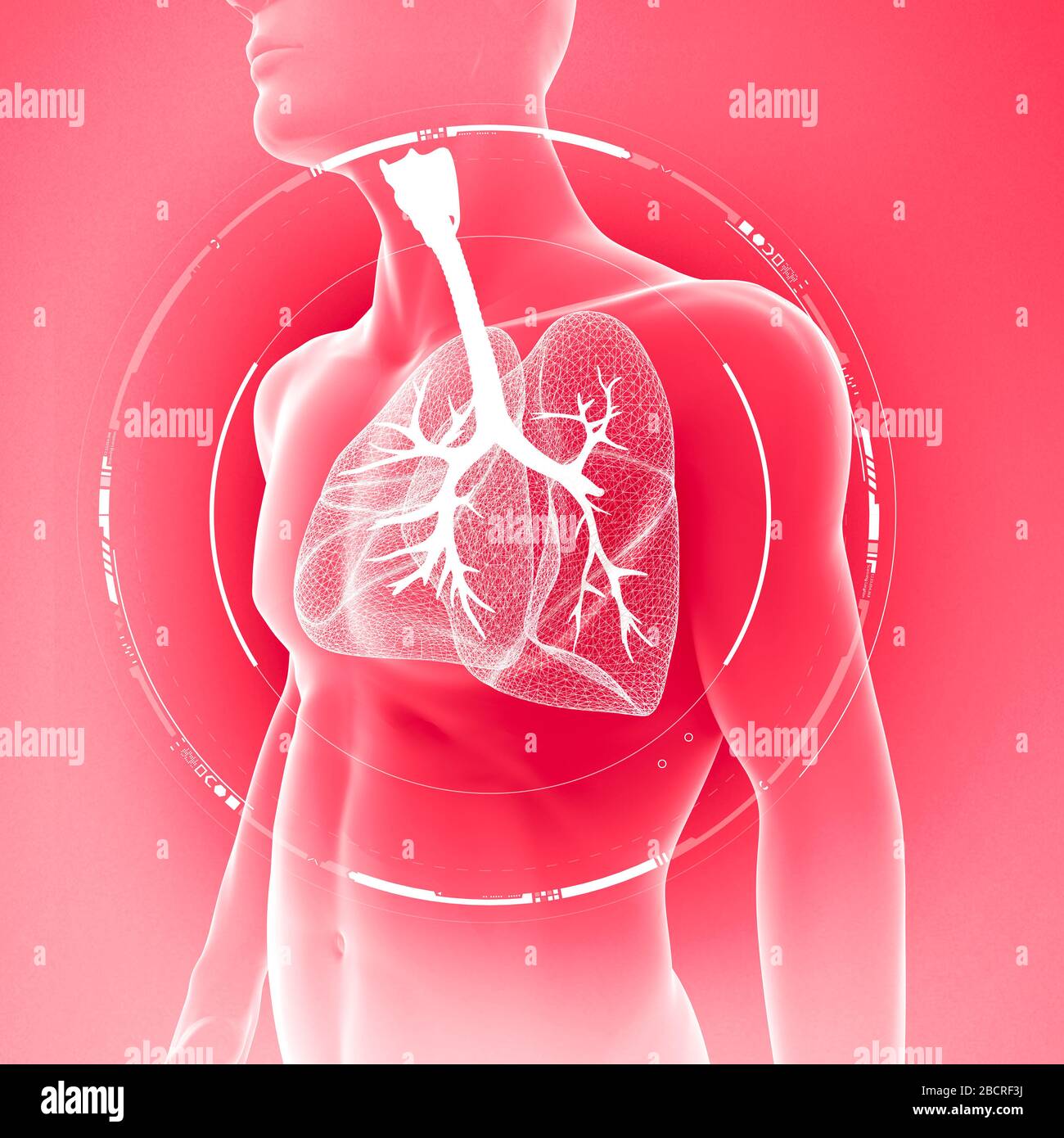 Vista radiologica del corpo umano dei polmoni e della trachea, infezione polmonare. Polmonite. Covid-19. Coronavirus. rendering 3d Foto Stock