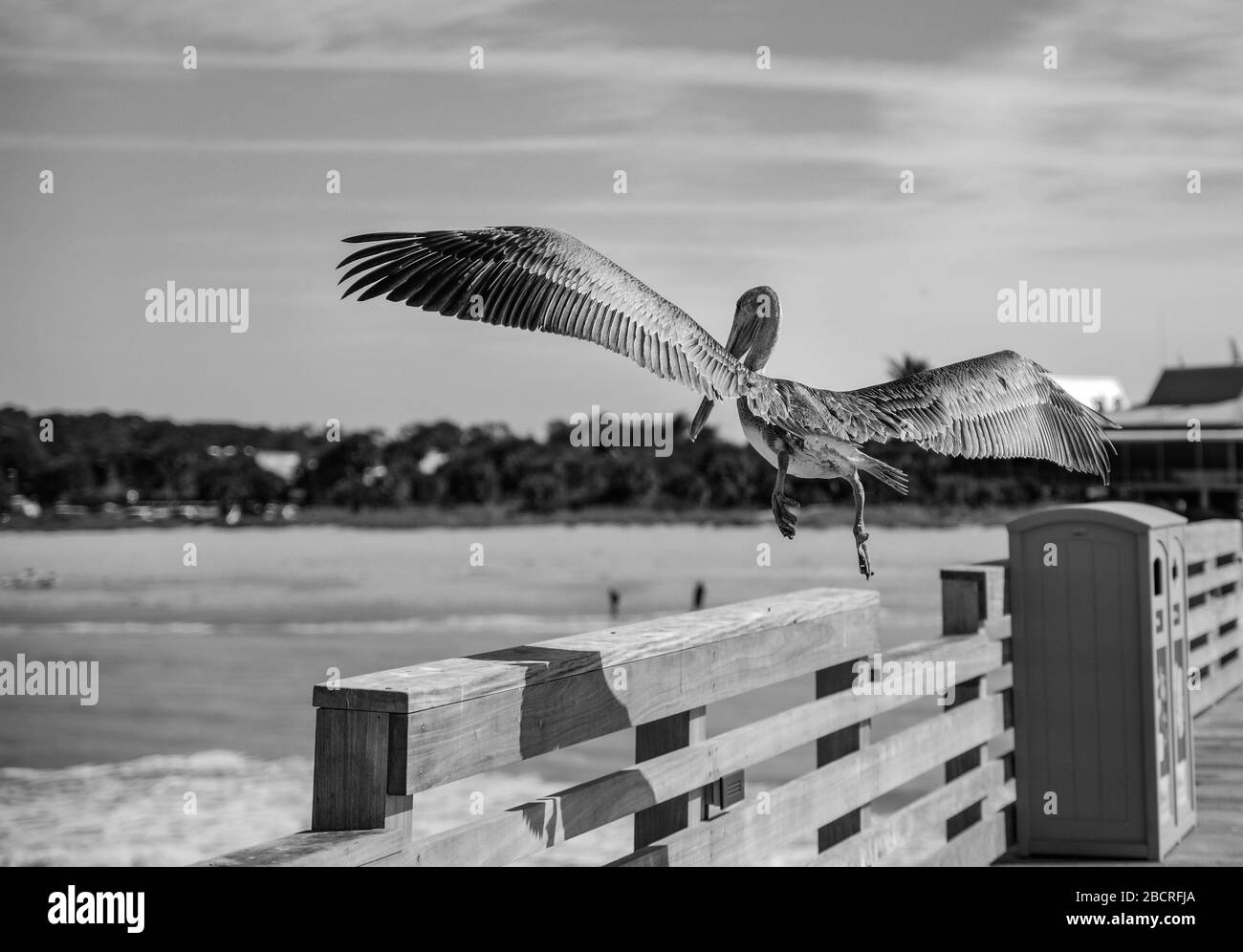 Pellicano di volo Foto Stock