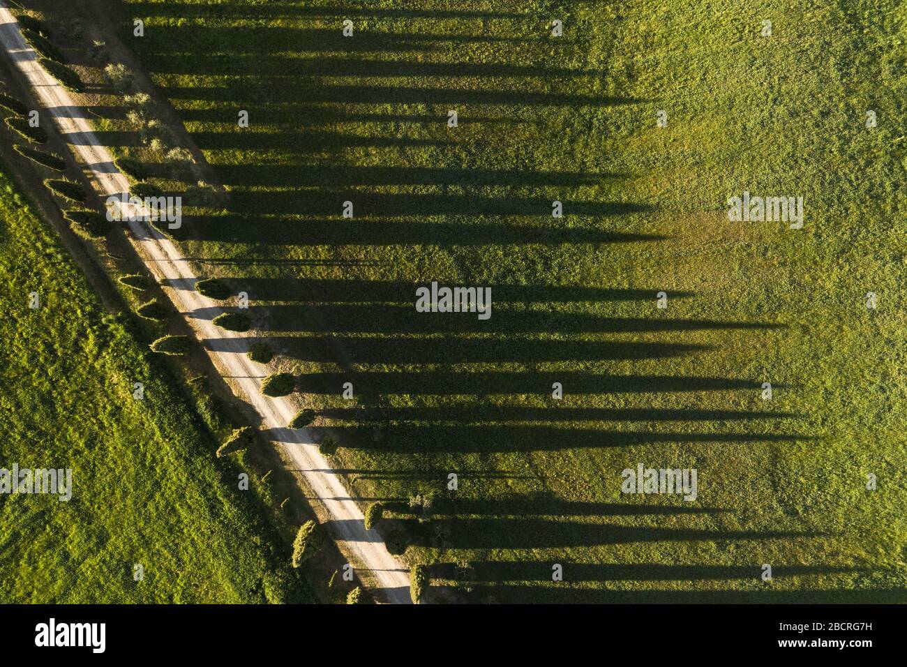 Vista aerea di cipressi verdi. Siena, Italia. Foto Stock