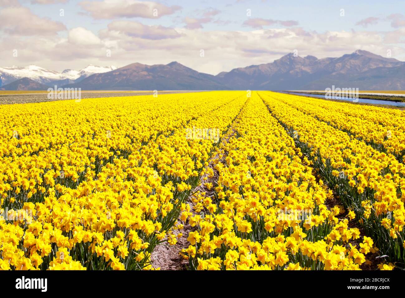 Fioritura di daffodil giallo o narciso campi valle con montagne innevate al suolo da forno. Primavera fiori sfondo. Foto Stock