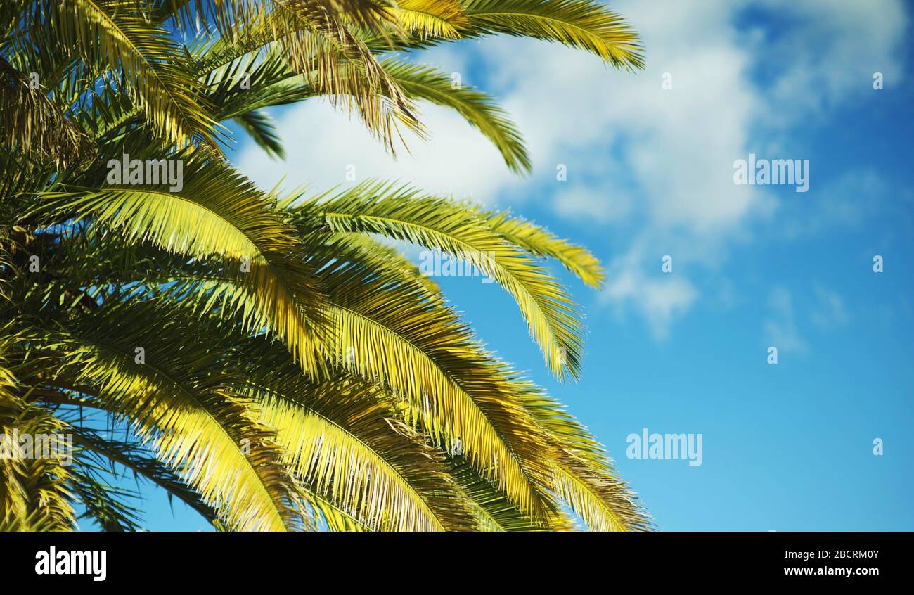 California del Sud, Canary Palm Tree su Blue Cloudy Sky Foto Stock