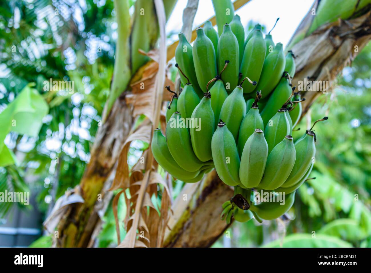 Mazzo di banane non mature verdi che crescono su un albero di banana, Thailandia Foto Stock