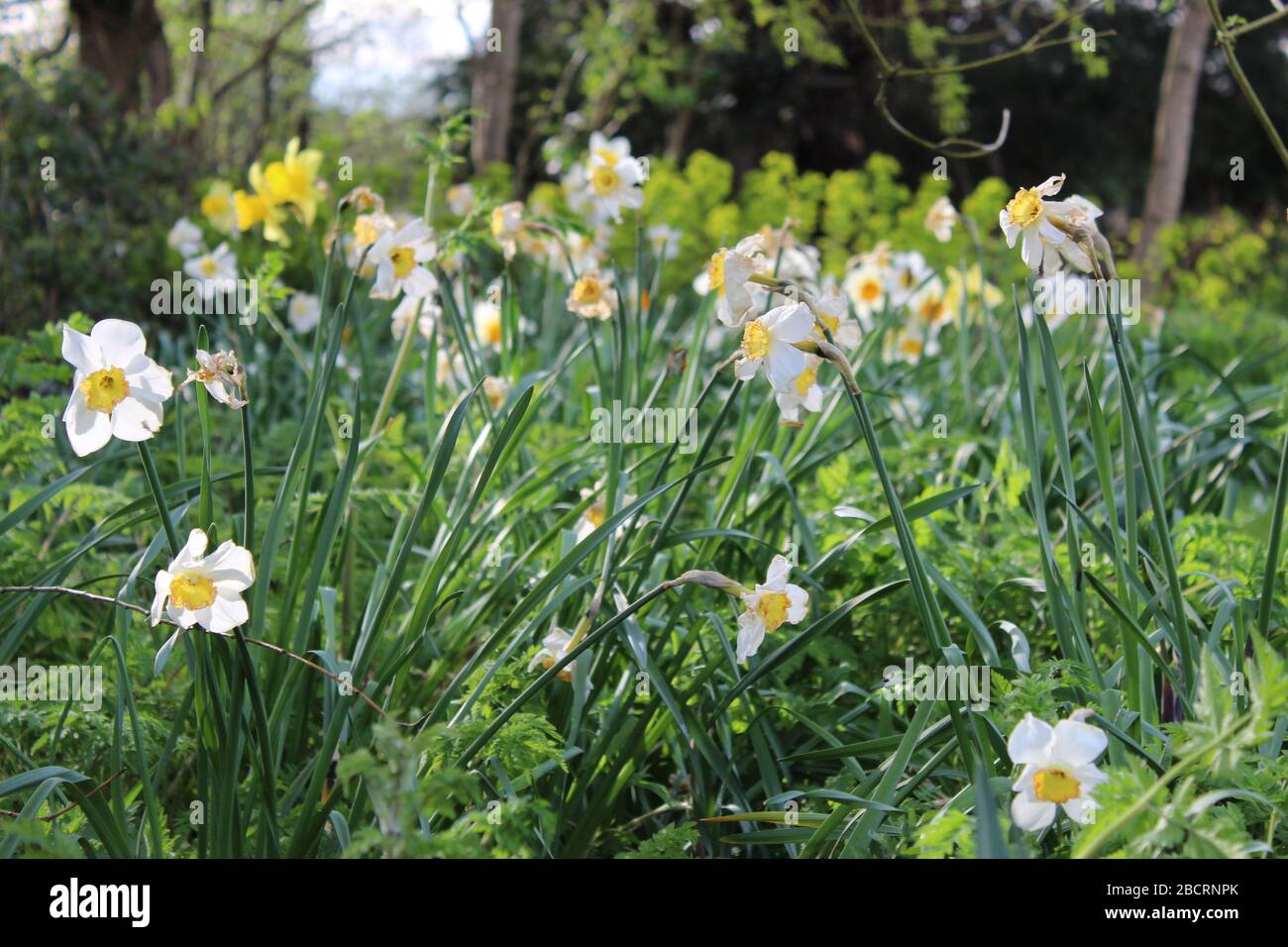 Narcisi bianchi che crescono in un giardino nel Worcestershire, Regno Unito Foto Stock