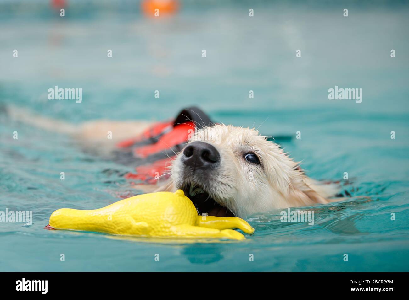 Cane che nuotano in piscina con un giocattolo in suo tinelli.Pit e Labradors in acqua Foto Stock