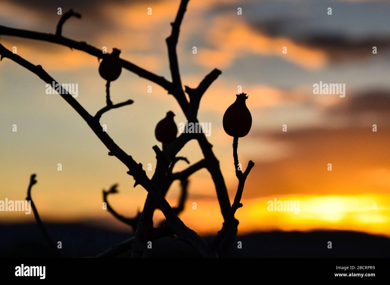 Silhouette di rosa canina rosa al tramonto Foto Stock
