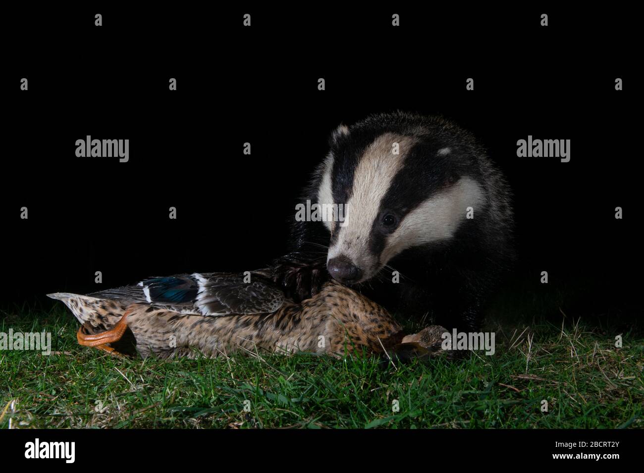 Un badger che scavenging un'anatra morta trovato di notte, Kildary, Ross-shire, Scozia Foto Stock