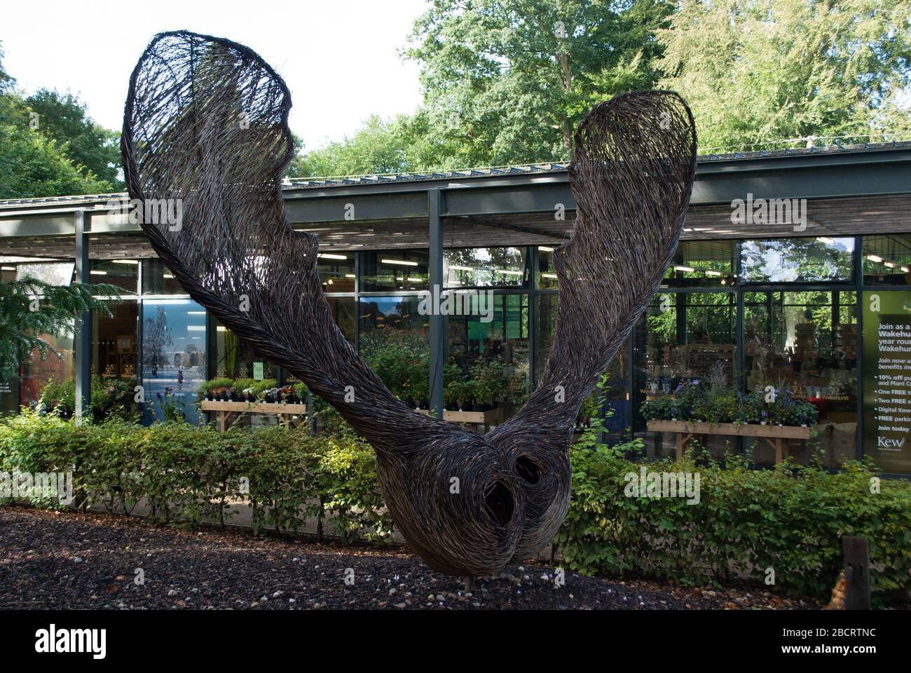 Semi di elicottero Sycamore Tree Sculpture Kew Royal Botanic Gardens, Ardingly, Haywards Heath, Sussex, RH17 6TN Foto Stock