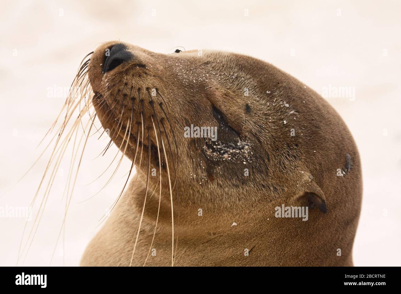 Galapagos Sea Lion, vista testa, primo piano, occhi chiusi, Zalophus californianus, mammiferi marini, Isole Galapagos; Isla Santa Fe; Ecuador; orizzontale Foto Stock