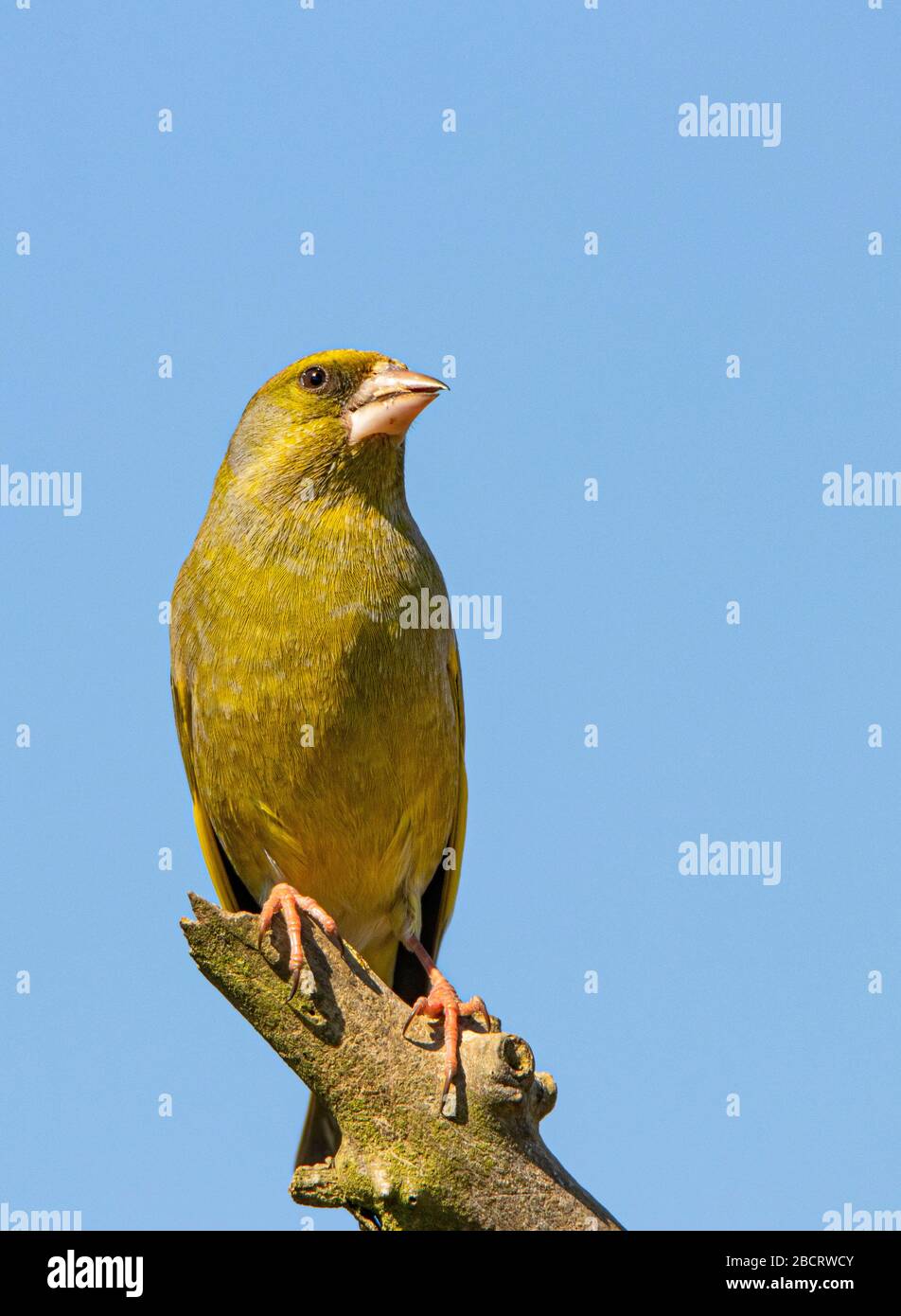Greenfinch, Chloris Chloris, uccello selvatico di medie dimensioni, arroccato su un ramo, Regno Unito Bedfordshire, aprile 2020 Foto Stock