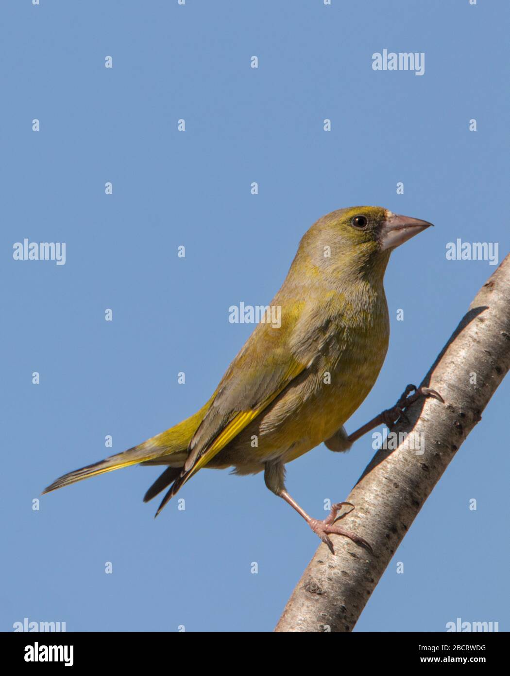 Verdeggiante, Chloris Chloris, sorprendente uccello selvatico arroccato in un Giardino britannico Foto Stock