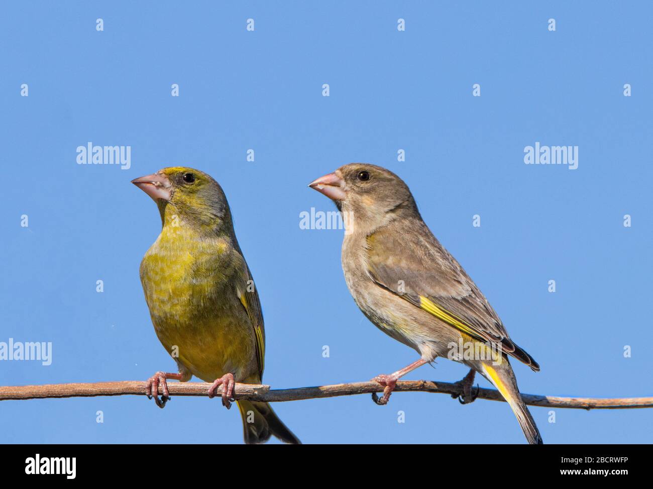 Verdeggiante, Chloris Chloris, sorprendente uccello selvatico arroccato in un Giardino britannico Foto Stock