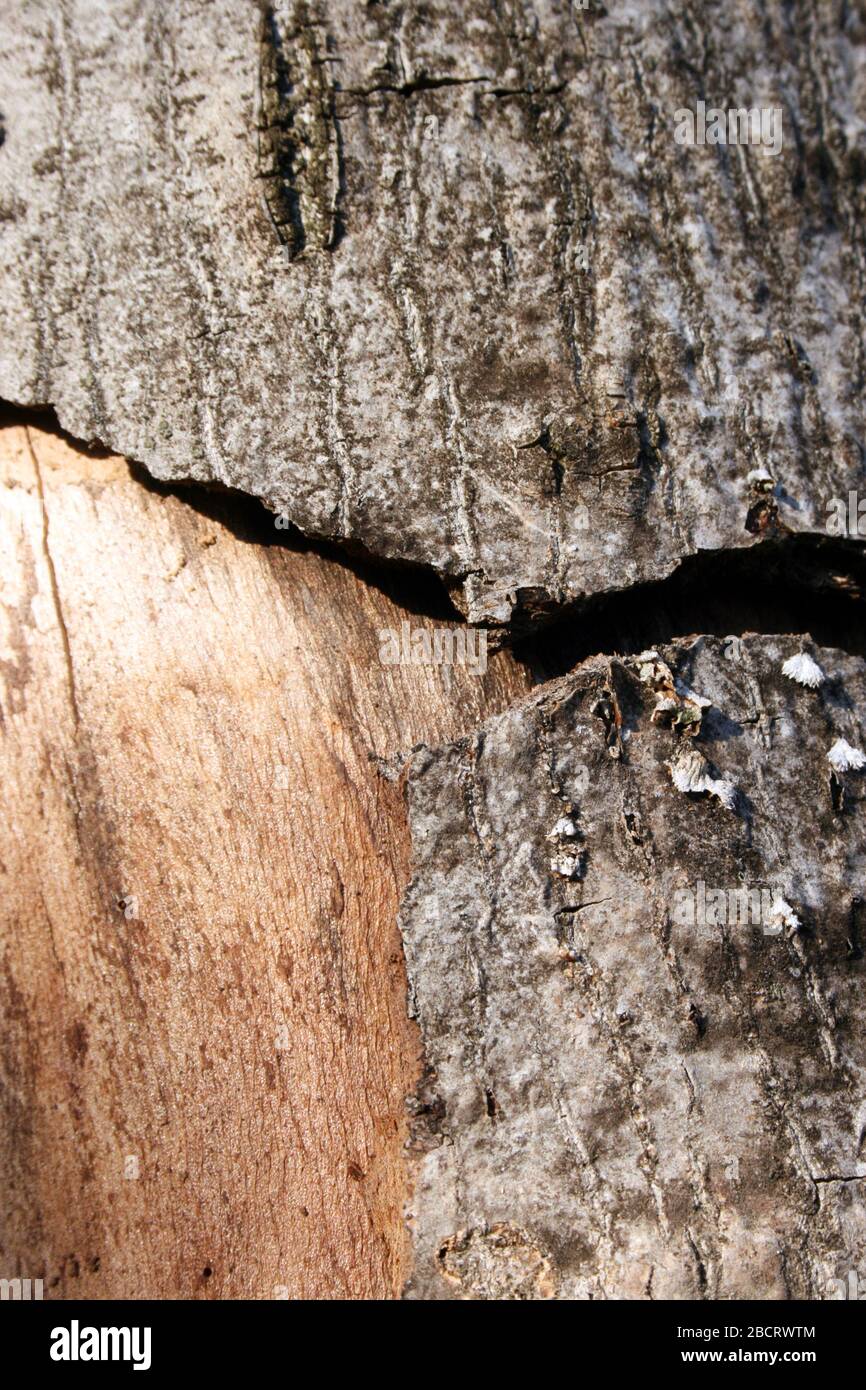 Malattia di legno, infezione problematica di corteccia di albero Foto Stock