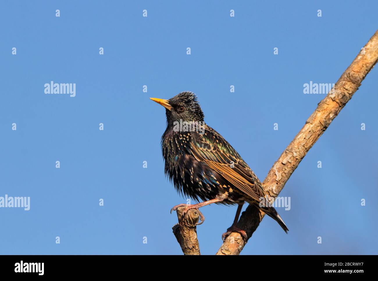 Starling, Sturnus vulgaris, che si trova in una filiale di un British Garden, primavera 2020, Bedfordshire, Regno Unito Foto Stock