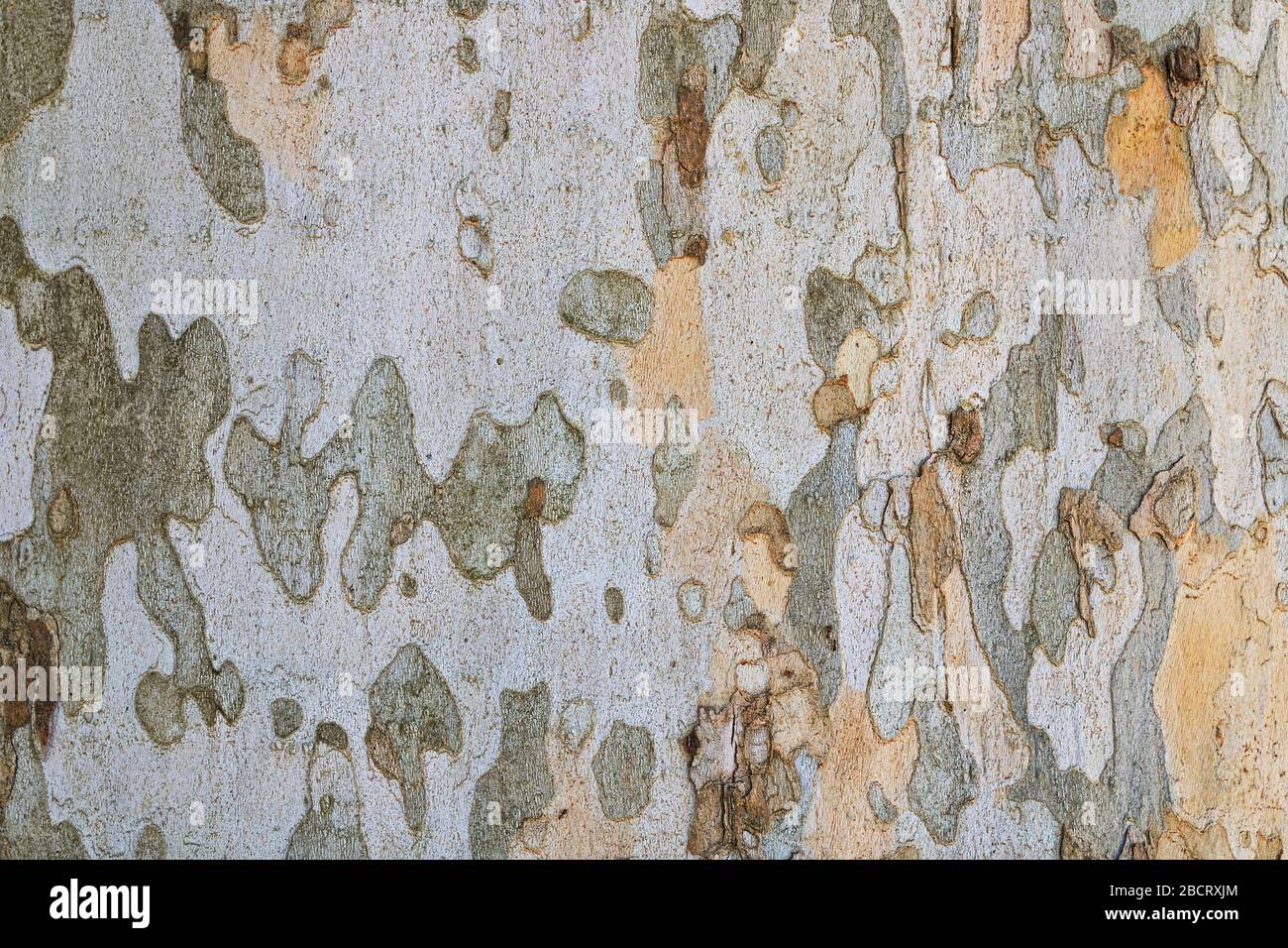 La tessitura della corteccia londinese ( Platanus × acerifolia ), un ibrido tra il piano orientale e il sicomoro americano Foto Stock