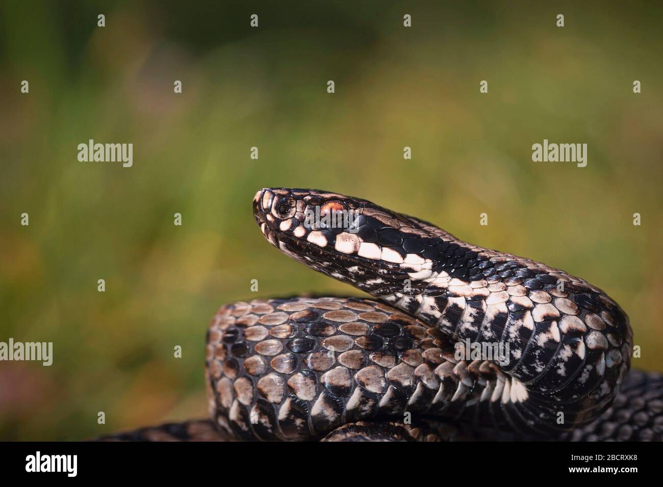 Maschio Vipera berus close up, il comune europeo adder Foto Stock